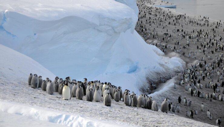 4 yeni imparator penguen kolonisi keşfedildi