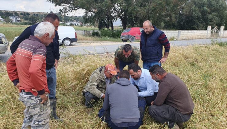 Çavuş, tarımsal arazilerde dolu kaynaklı zararı inceledi