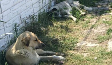 Sıcak havalar köpekleri saldırganlaştırıyor – Son Dakika Haberleri