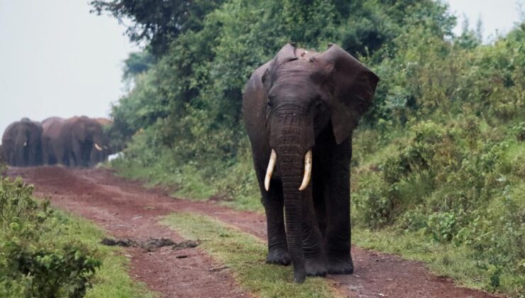 Zimbabve kuraklık nedeniyle yaklaşık 200 fili kesip etini halka dağıtacak