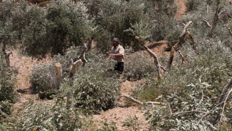 İşgalci İsrail askerleri, Batı Şeria’da Filistinli çiftçiye ait zeytin ağaçlarını söktü