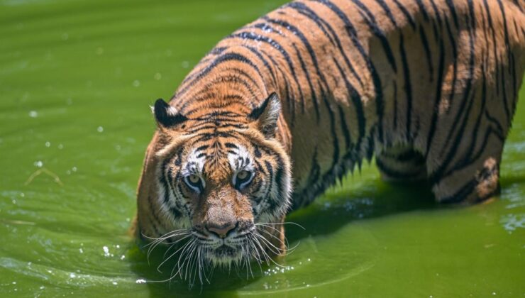 Vietnam’da kuş gribi nedeniyle son iki ayda hayvanat bahçelerindeki 47 kaplan öldü