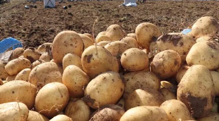 Tarım ve Doğal Kaynaklar Bakanlığı, ithal edilen Sivas üretimi sofralık patateslere uygulanan sürecini paylaştı